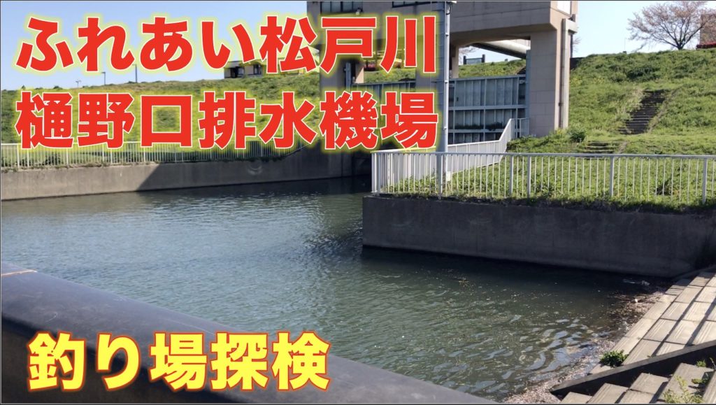 江戸川・ふれあい松戸川・樋野口排水機場前の釣り場