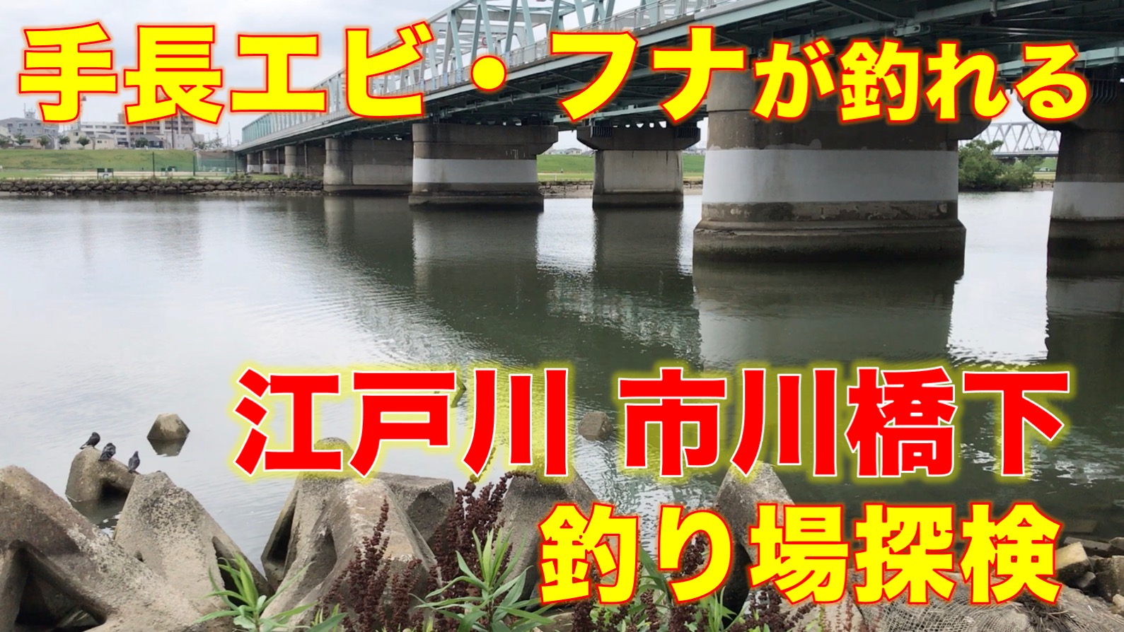 テナガエビ の記事一覧 東京湾奥釣り場探検隊 動画で東京 千葉 神奈川の海 川 池 沼などの釣り場を紹介