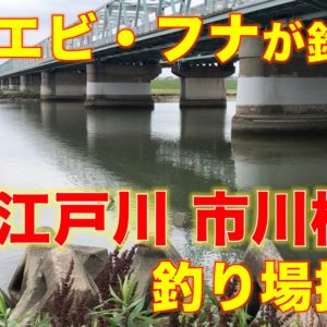 水元公園と水元子合内溜（みずもとこあいうちだめ）｜公園内のガサガサ、小物釣りポイント＆無料ヘラブナ釣り桟橋