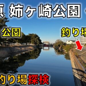 江戸川・ふれいあい松戸川｜松戸駅徒歩十分で行けるブラックバスと手長エビが釣れるポイント