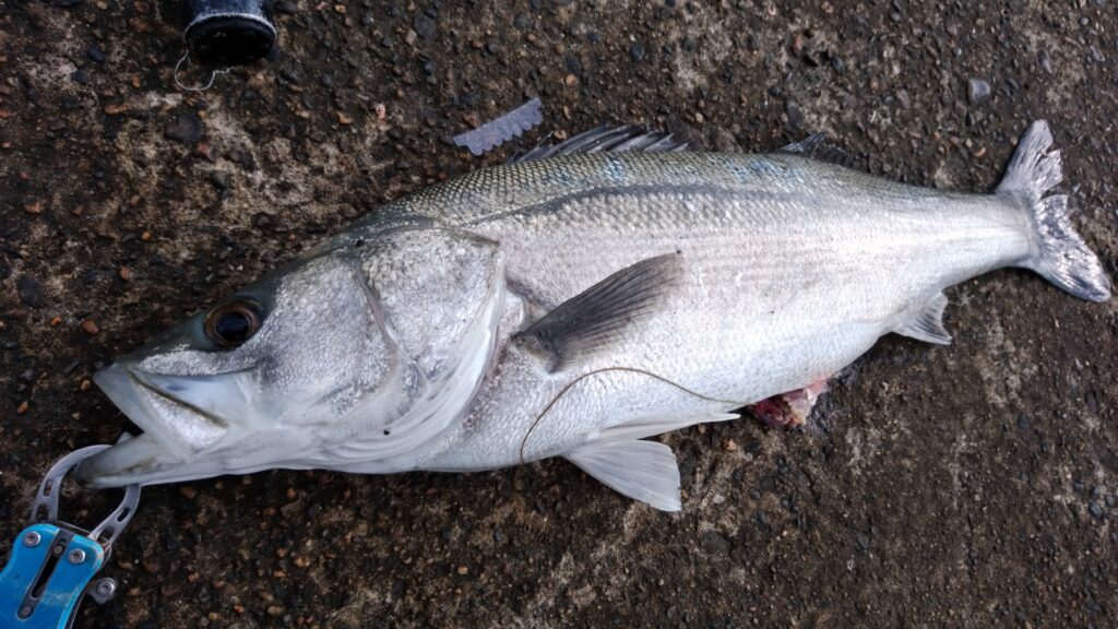 【2026年版】東京湾奥・千葉エリアの「バチ抜けシーバス」完全攻略ガイド